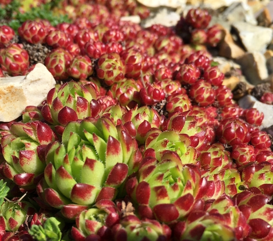 Sempervivum pittonii